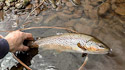 Usk Brwon trout